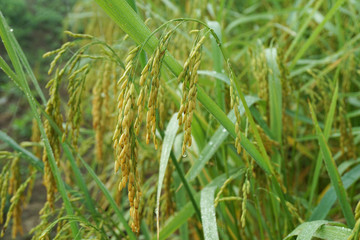 Green paddy rice in the field rice background