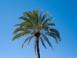 Fototapeta na wymiar Tropical palm tree