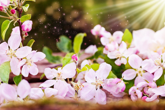 Apfelblüten auf Holz im Sonnenschein