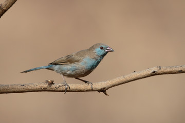 Red-cheeked cordon-bleu, Uraeginthus bengalus