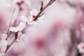 Close up abstract macro shot of beautiful fruit flowers. Short depth of field and selective focus.