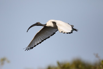 Sacred ibis, Threskiornis aethiopicus