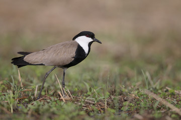 Spur-winged plover,  Vanellus spinosus
