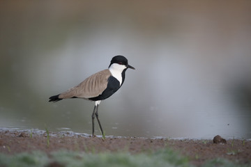 Spur-winged plover,  Vanellus spinosus