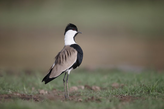 Spur-winged plover,  Vanellus spinosus