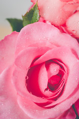 Pink rose background