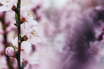 Close up abstract macro shot of beautiful fruit flowers. Short depth of field and selective focus.