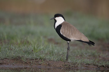 Spur-winged plover,  Vanellus spinosus