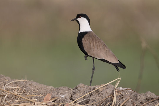 Spur-winged plover,  Vanellus spinosus