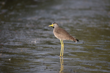 Wattled plover, Vanellus senegallus