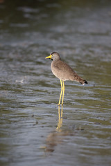 Wattled plover, Vanellus senegallus