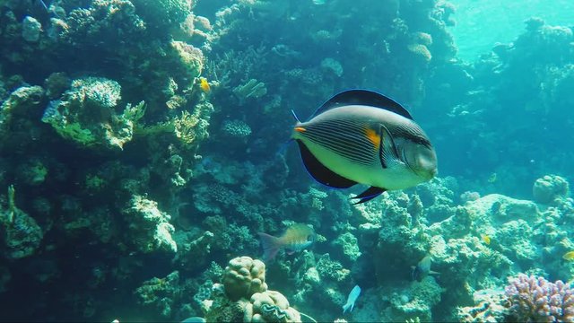 Swim underwater among corals and eco-fish. Fish surgeon, coral grouper and many other types of fish of the Red Sea