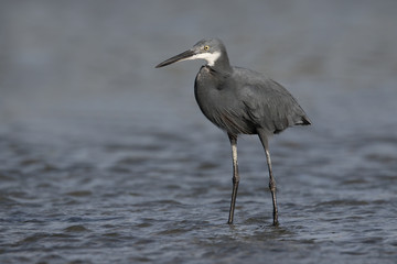 Western reef-heron, Egretta gularis