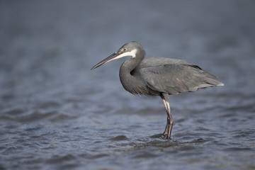 Western reef-heron, Egretta gularis