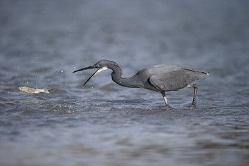 Western reef-heron, Egretta gularis