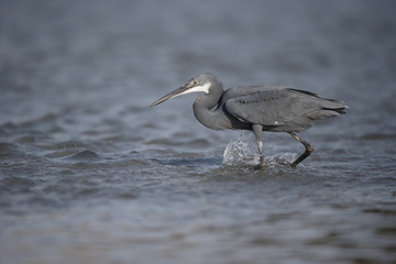 Western reef-heron, Egretta gularis