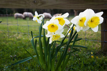Obraz premium daffodils in spring in the British countryside
