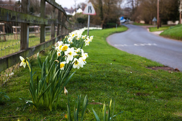 daffodils in spring in the British countryside