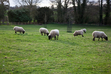 Naklejka na ściany i meble sheep grazing on the beautiful green spring meadow