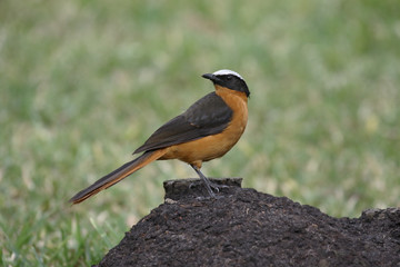 White-crowned robin-chat, Cossypha albicapilla
