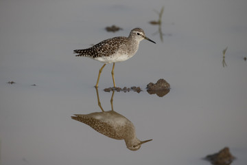 Wood sandpiper, Tringa glareola