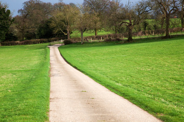 country road in green meadow