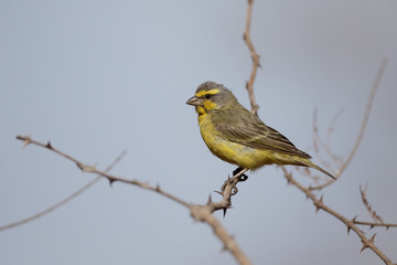 Yellow-fronted canary, Serinus mozambicus