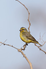 Yellow-fronted canary, Serinus mozambicus