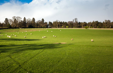 Obraz premium sheep grazing on the beautiful green spring meadow