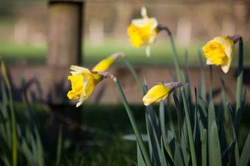 Obraz premium daffodils in spring in the British countryside