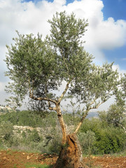 Olive trees plantation