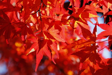 紅葉