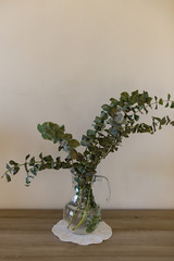 Glass jug with branches of decoratory eucalyptus