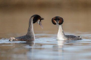 Great Crested Grebe, waterbird (Podiceps cristatus) in mating season