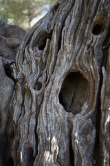 Oliveraie provençale