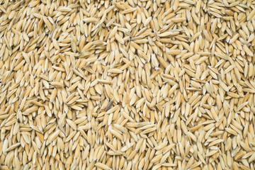 Paddy jasmine rice texture for background and wallpaper in gold color. Thai farmer dry paddy jasmine rice on ground under strong sunlight after harvest