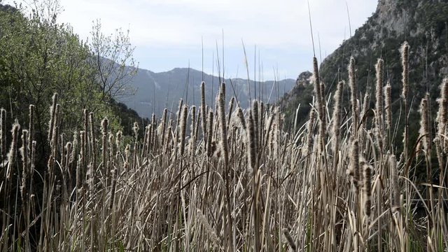 The  Typha grows robust in paludariums and river zones.