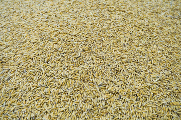 paddy rice background