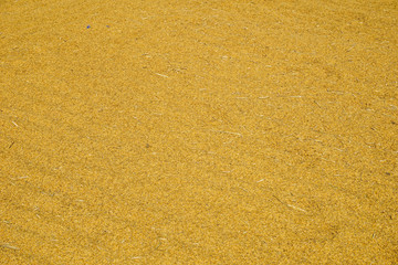 Paddy jasmine rice texture for background and wallpaper in gold color. Thai farmer dry paddy jasmine rice on ground under strong sunlight after harvest and before keep in storeroom