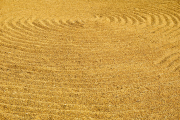 Paddy jasmine rice texture for background and wallpaper in gold color. Thai farmer dry paddy jasmine rice on ground under strong sunlight after harvest and before keep in storeroom