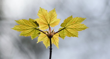 Detail of tree leaves backlit by ray of early morning sunlight