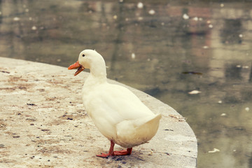 single white duck next to the lake