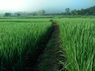 countryside Cornfield