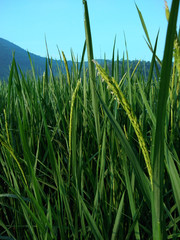 Paddy green Rice Fields,rice seed in farm