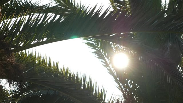 Sunlight flashing through a branch of a palm tree.