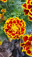 Yellow Marigolds Flower in the Garden.