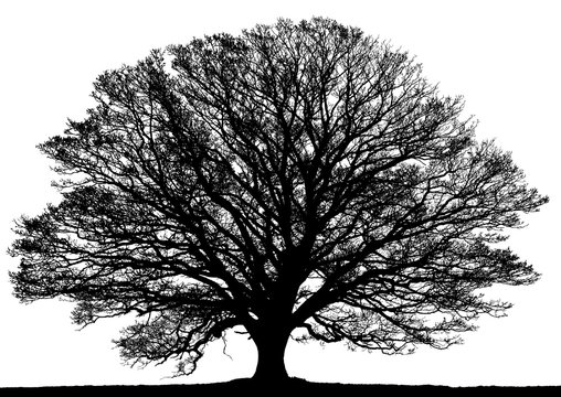 Silhouette of oak tree isolated on white background.