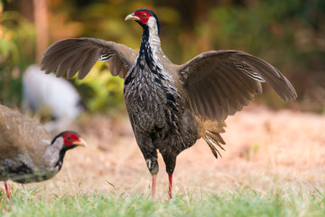 What a beautiful day.Beautiful bird ,Silver Pheasant (lophura nycthemera),female spreading wings while making for a living early morning in the highland forest.