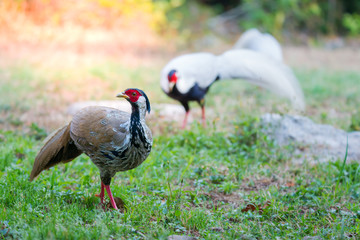 Beautiful bird ,Silver Pheasant (lophura nycthemera),female  making for a living early morning in the highland forest,male in background.
