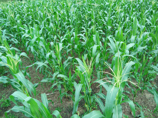 Obraz premium The corn field.